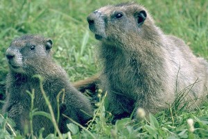 Hoary Marmots